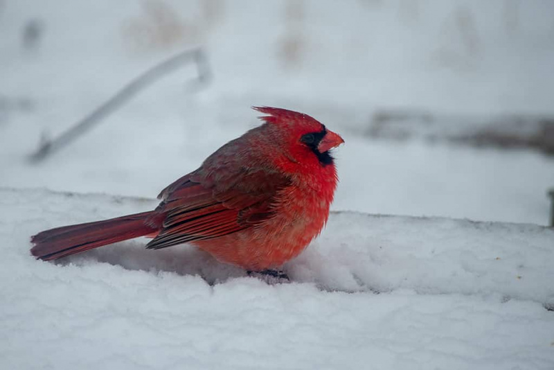   Manlig nordlig kardinal i Missouri snö