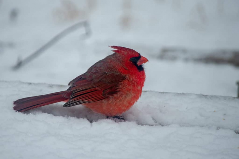   Cardinal rouge mâle dans la neige du Missouri