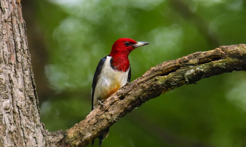 Burung belatuk berkepala merah