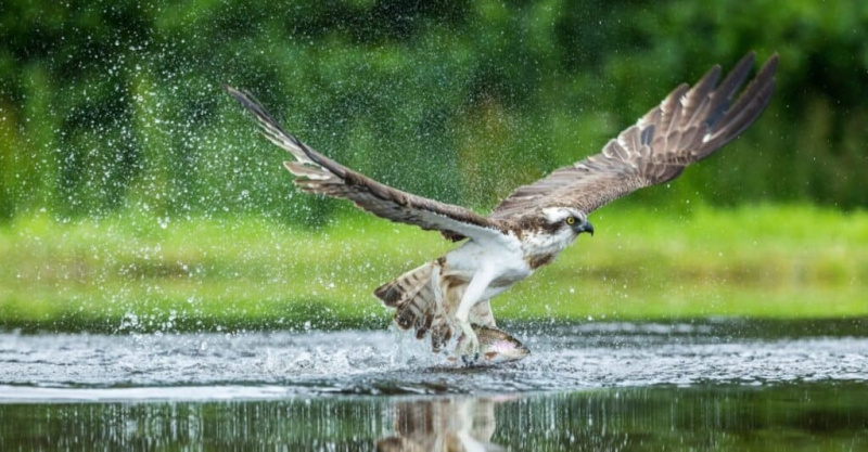   Animaux qui vivent dans les récifs coralliens : les balbuzards pêcheurs