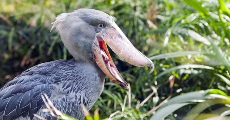   นกกระสาปากเป็ด (Shoebill Stork) หรือที่เรียกกันว่า Whalehead หรือ Shoe-billed Stork เป็นนกรูปร่างคล้ายนกกระสาขนาดใหญ่มาก