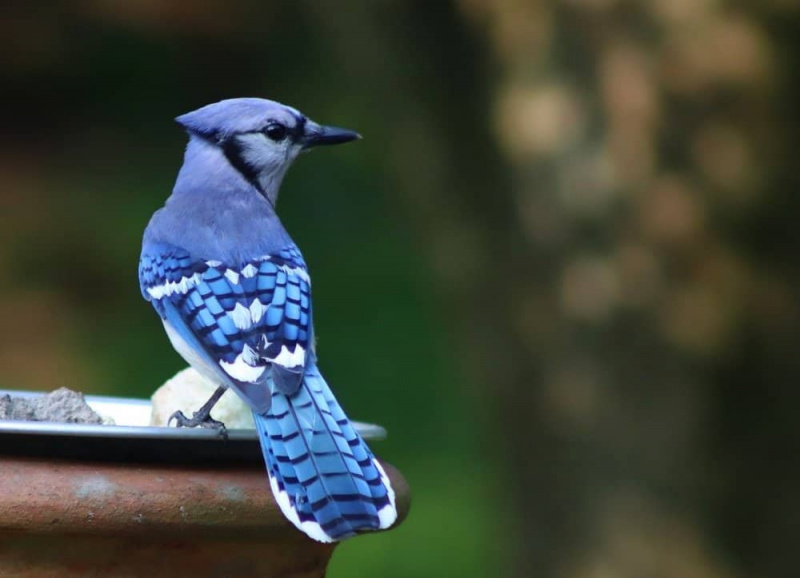 Blue Jay Spirit Animal Symbolismi ja merkitys