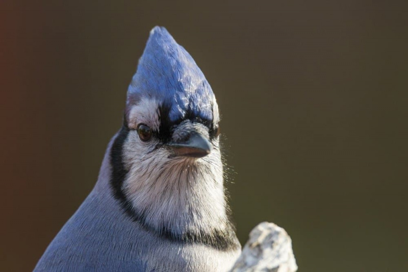   Blue jay sa taglagas, portrait