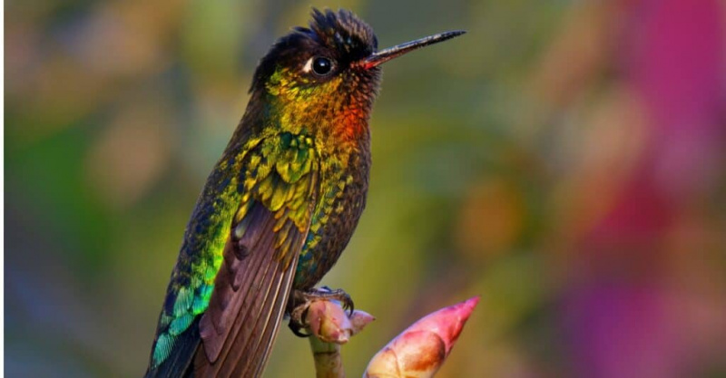 Hummingbird Spirit Animal Symbolism & Meaning