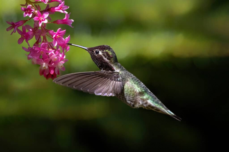   अन्ना's hummingbird