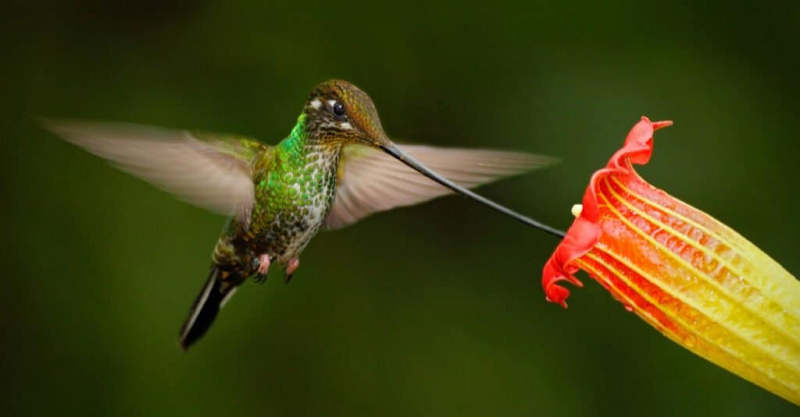   Didžiausi kolibriai – Sword-Billed Hummingbird