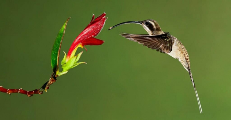   Lielākie kolibri – garknābja vientuļnieks