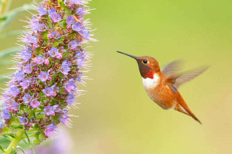   Si Rufous Hummingbird ay umiinom ng nektar