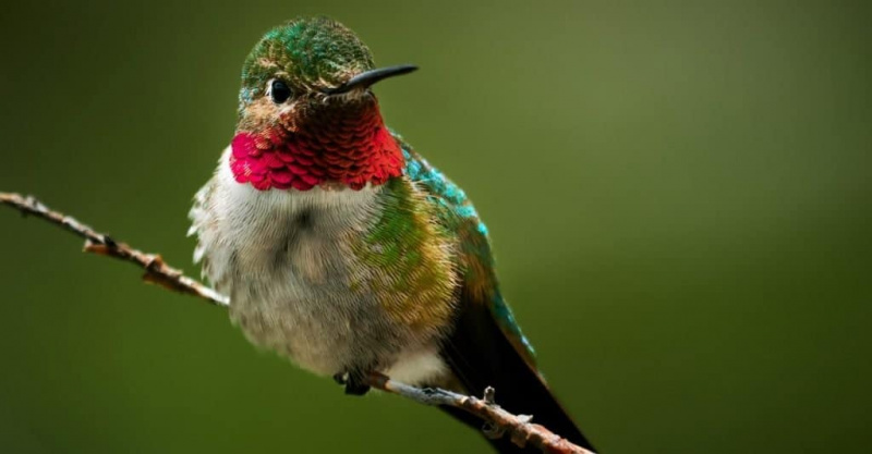   Rocky Mountain Ruby-Throated Hummingbird na nakaupo sa isang sanga.