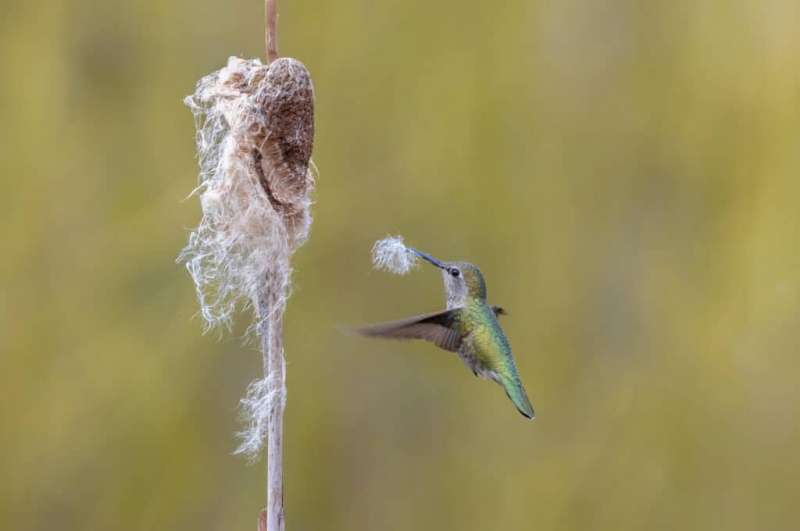   আনা's Hummingbird nesting