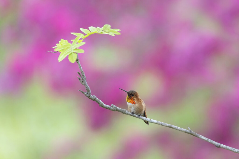   Ibong Rufous Hummingbird