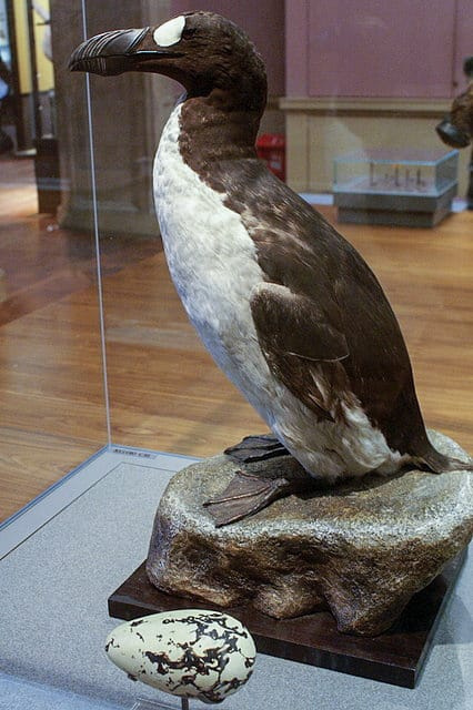 10 Aves Extintas na América do Norte