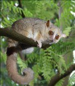 Lemuri s Madagaskara