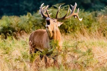 Divje živali za gledanje: Rut Red Deer