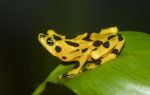 Pod grožnjo - panamska zlata žaba