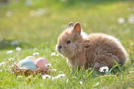 Un lapin n'est pas seulement pour Pâques