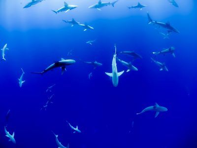 Journée de sensibilisation aux requins