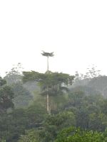 Борнео в снимки