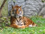 Sumatrano tigro padėtis