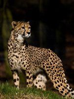 Cheetahs återvänder till Indien