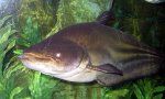 Represa ameaça o peixe-gato gigante do Mekong