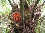 C'è un futuro più luminoso per l'olio di palma?