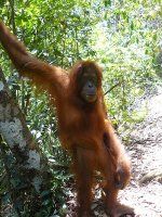 Descoberta de uma população desconhecida de orangotango