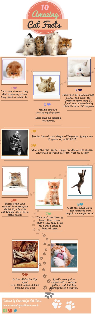 고양이에 대한 10 가지 놀라운 사실 by Cambridge Cat Clinic