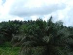 Plantacions d'oli de palma en imatges