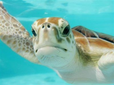 Kāpēc jūras bruņurupuči ir lieliski
