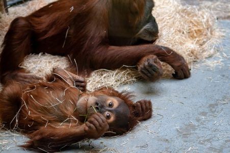 Bakit Dapat Mong Mag-isip ng Dalawang beses Bago Bumisita sa isang Zoo