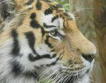 Nízka miera prežitia pre tigrie mláďatá