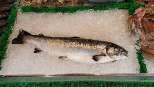Пет забавних чињеница о лососу