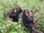 Bushmeat: Suojaus vs. voitto
