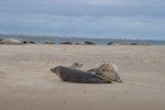 Odkrivanje tjulnjev na britanski obali