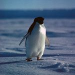 Kriminalinis pingvinas pagautas vagiant uolas