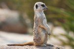 Ang Meerkats ay Naloko Sa Kalahari