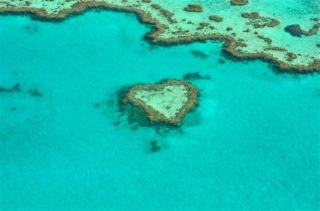 Korallien hoito: Coral Reef Awareness Week 2018