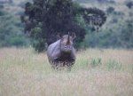 Rhino brakonieriavimas kyla
