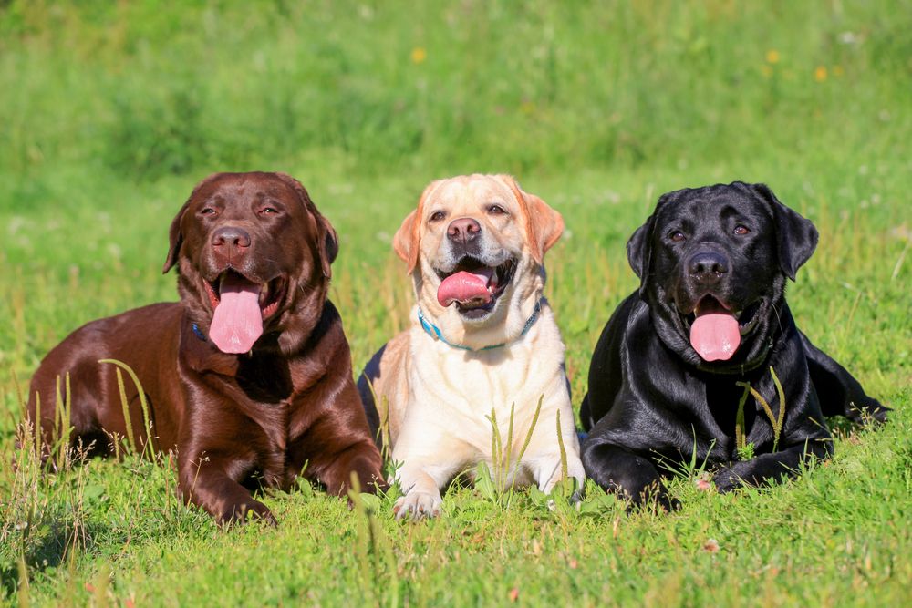 Les 10 millors races de gossos familiars: bé amb nens
