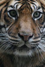 Loodab metsikute tiigrite populatsiooni kahekordistada