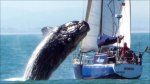 Preskakovanje kitov na jahti