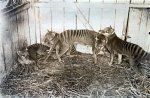 Tasmania elveszett tigrise