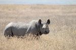 Sub amenințare - Rinocerul negru