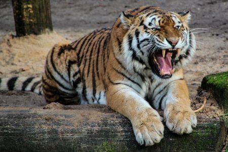 Pripravite svoje črte: mednarodni dan tigra je