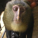 아프리카에서 발견 된 새로운 원숭이 종