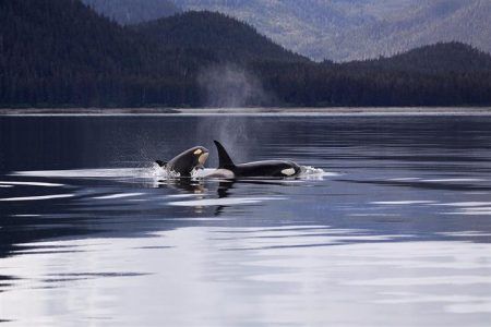 Zašto ne bismo kitove ubojice držali u zatočeništvu
