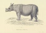 Smutné vyhynutie nosorožcov vo Vietname