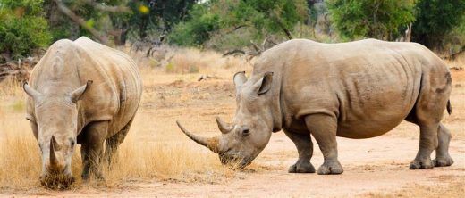 Næsehorn: udelukker myterne