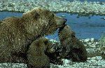 Hãy cứu những chú gấu, đi và xem chúng!